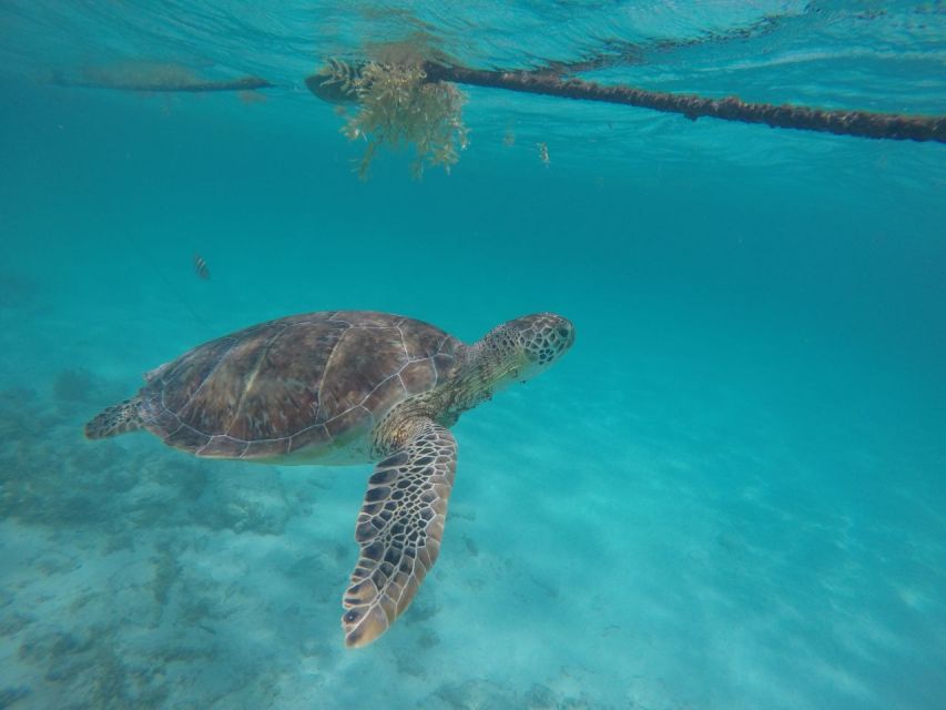 Akumal Beach: Swimming With Turtles Tour With Beach Time - Experience Highlights