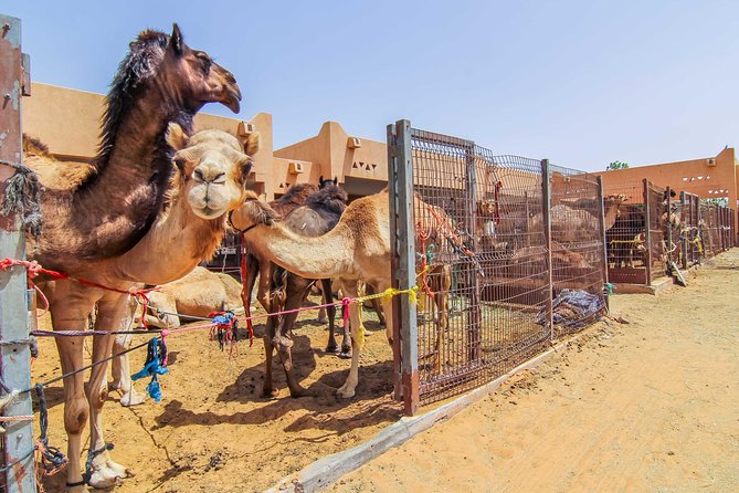 Al Ain City Sightseeing Tour With Lunch From Dubai - Cancellation Policy Details