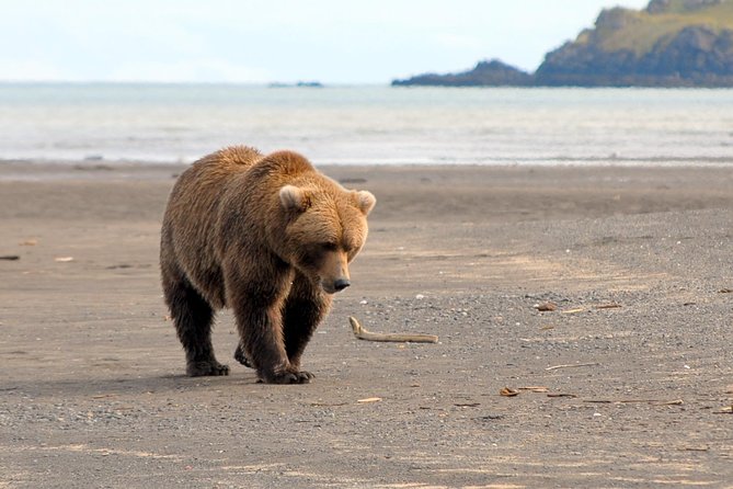 Alaska Bear-Viewing Day Trip From Homer - Adventure Airways