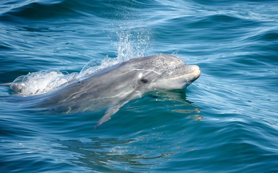 Albufeira: Dolphins, Benagil Caves and Coastline Boat Tour - Experience Highlights