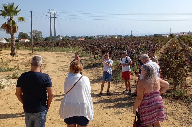 Albufeira Tour: Winery Wine and Tapas Boards - Menu and Inclusions Details