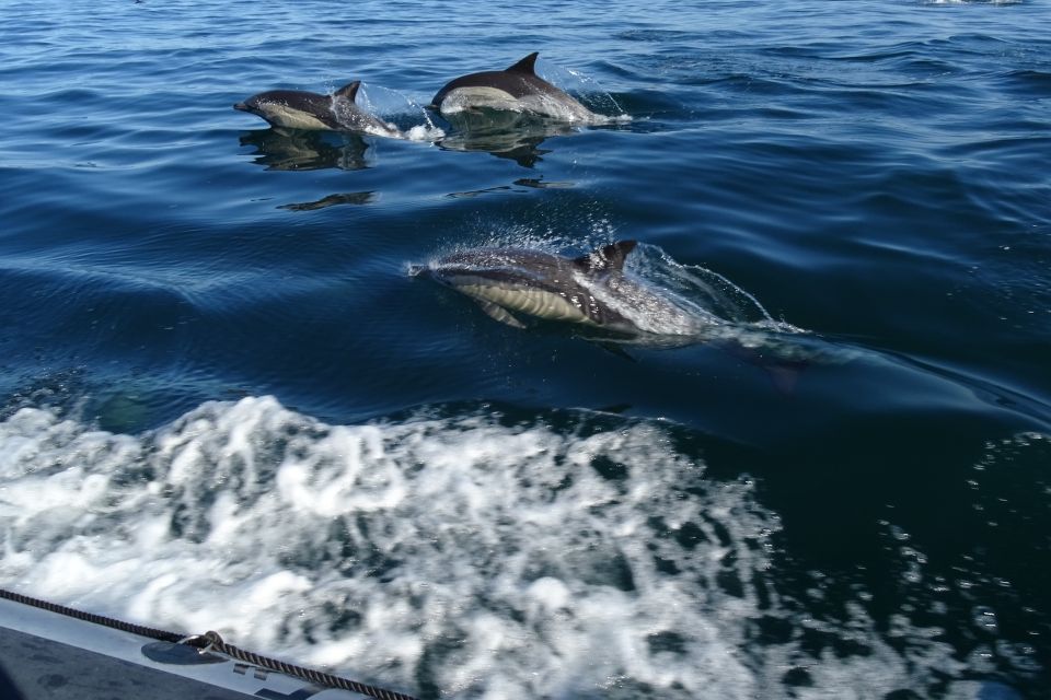 Algarve Dolphin Watching & Marine Life Eco Tour - Experience Highlights