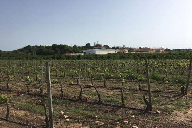 Algarve Wine Tour of Two Wine Estates - Wine Estate #1 Visit