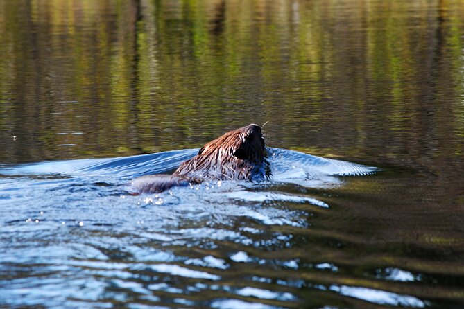 Algonquin Park 4-Day Luxury Moose/Beaver/Turtle Camping & Canoeing Adventure - Inclusions and Logistics