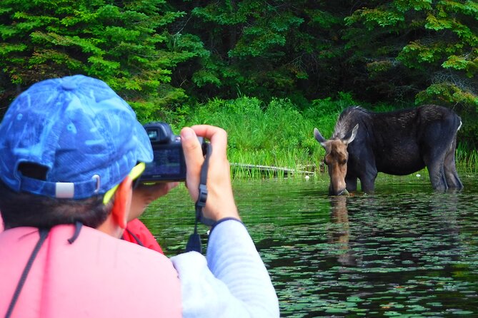 Algonquin Park Luxury 3-Day Camping & Canoeing: Moose/Beaver/Turtle Adventure - Participant Reviews and Recommendations