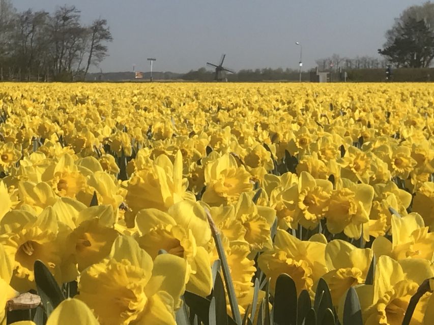 Alkmaar: Tulip and Spring Flower Fields Bike Tour - Experience Highlights and Departure Point