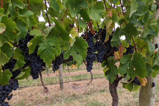 All Inclusive Full Day Private Wine Tour - Tastes of the Yarra Valley - Itinerary Overview