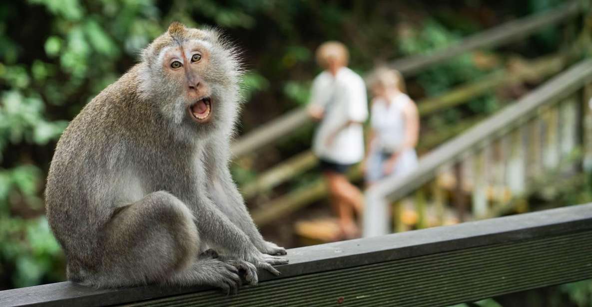 All Inclusive Monkey Forest, Waterfall,Rice Terrace,Temple. - Monkey Forest Experience