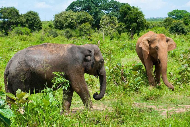 All Inclusive Udawalawa National Park Day Tour From Colombo - Inclusions and Exclusions