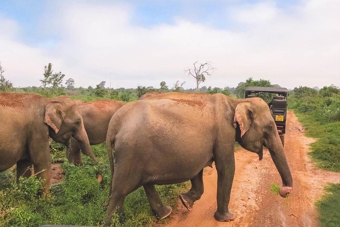 All Inclusive Udawalawa National Park Day Tour From Negombo - Inclusions and Exclusions