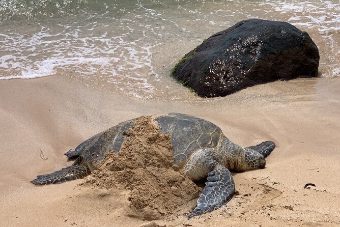AllStar Oahu Circle Island Tour Dole Turtles Full Day - Dole Plantation Visit