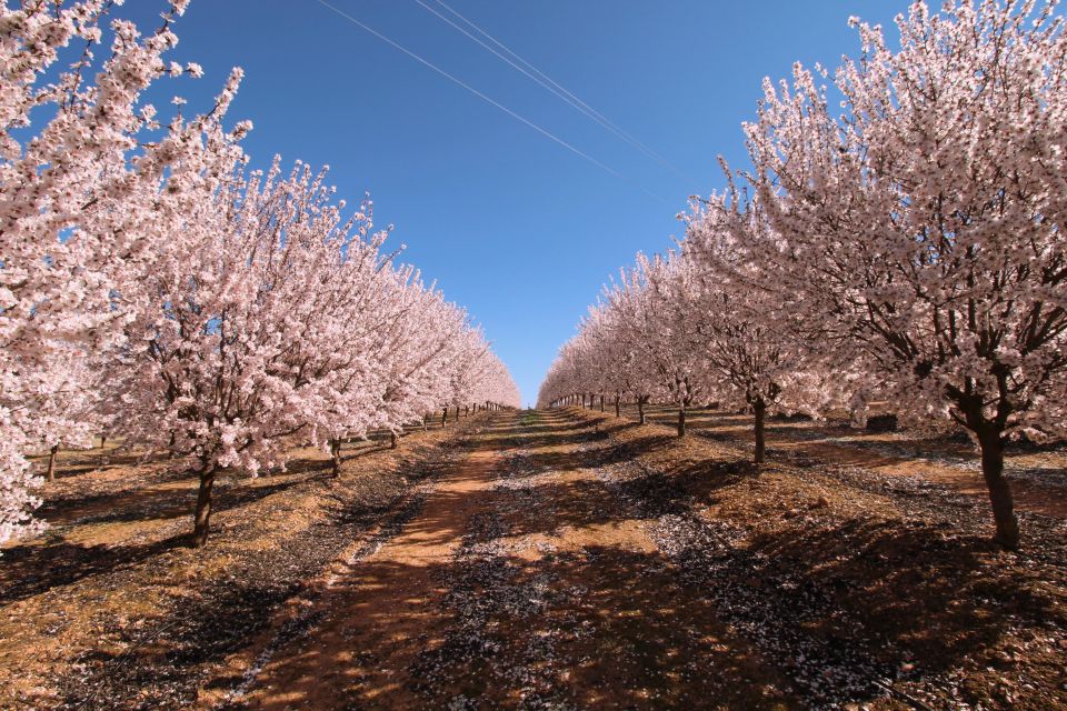 Almond Tree Route - Experience Highlights