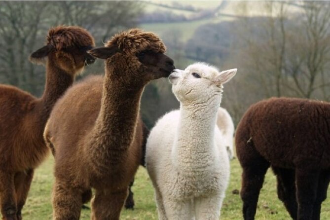 Alpaca World and Hongcheon Gingko Forest Golden Trails Day Tour - Booking and Cancellation Policies