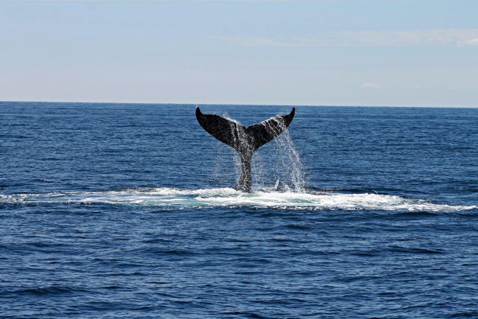 Alta: Alta Fjord Whale Watching Tour - Experience Highlights