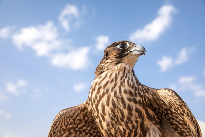 Amazing Abu Dhabi Evening Safari - Experience Overview