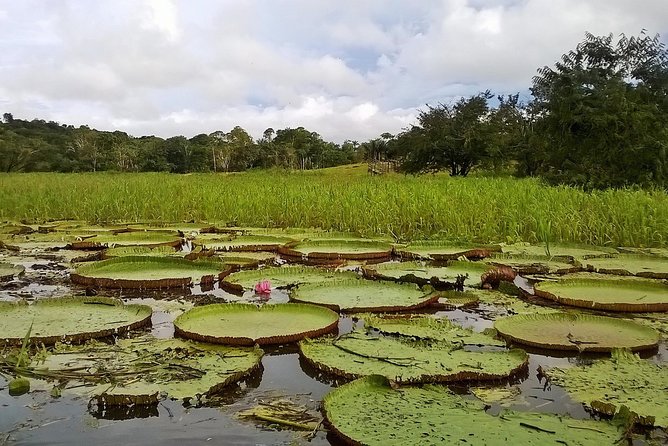 Amazon and Negro Rivers Experience With Night Exploration Tour - Inclusions