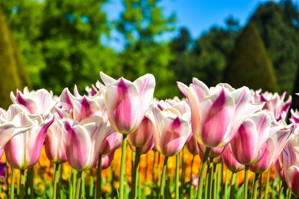Amsterdam: Keukenhof & Tulip Experience Live Guided Day Tour - Highlights