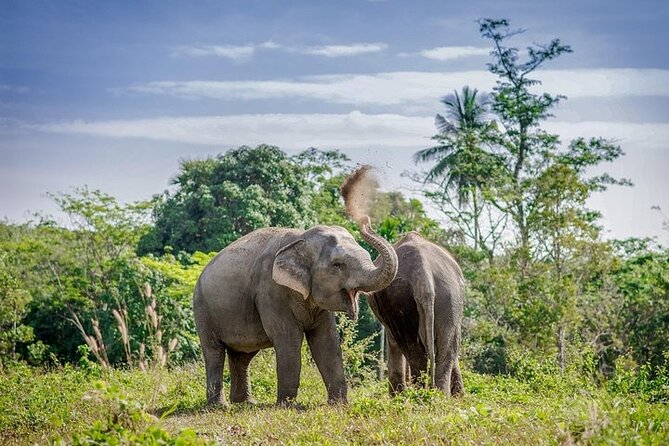 An Afternoon With the Elephants at Phuket Elephant Sanctuary - Visitor Reviews and Recommendations