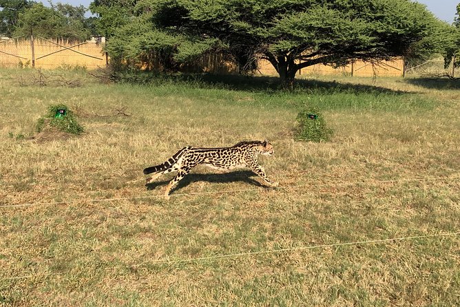 Ann Van Dyk Cheetah Centre Tour From Johannesburg or Pretoria - What To Expect