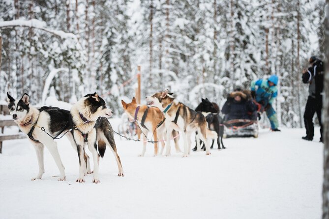 Arctic Circle Highlights Family Day By Minibus - Husky Farm Experience