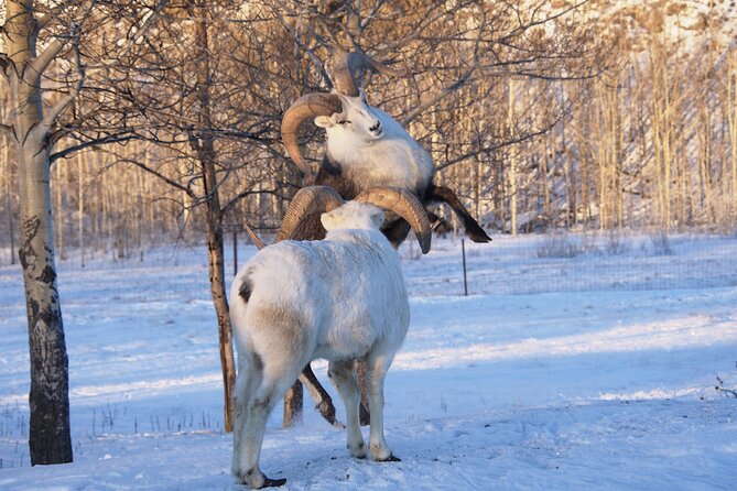 Arctic Day: Yukon Wildlife Half Day Viewing Tour - Wildlife Encounters