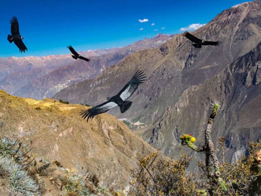 Arequipa: Colca Valley and Condor Viewpoint 2 Days/1 Night - Inclusions