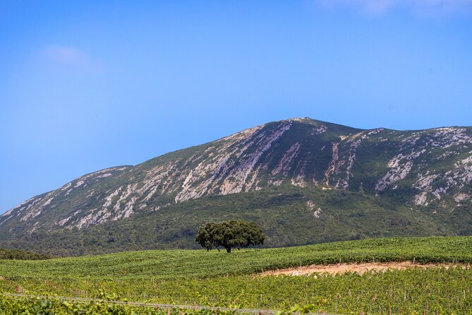 Arrabida and Sesimbra Small-Group Day Trip From Lisbon With Wine Tasting - Logistics and Booking Information