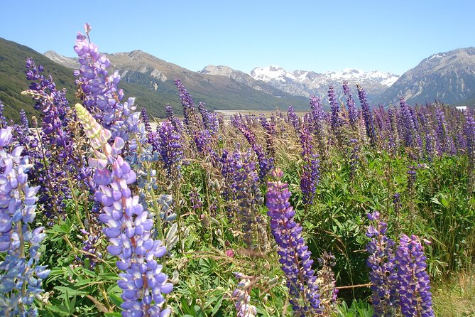 Arthurs Pass and Southern Alps Day Excursion From Port Lyttelton or Christchurch - Tour Inclusions