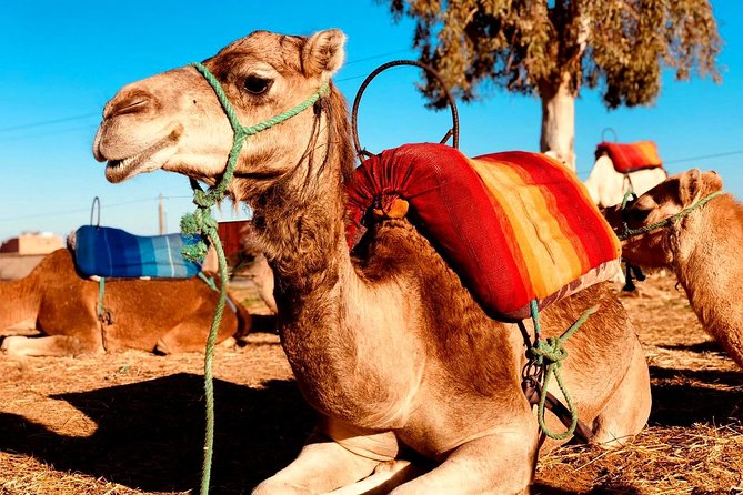 Atlas Mountains, Imlil, 4 Valleys Day Trip and Camel Ride From Marrakech - Inclusions and Exclusions