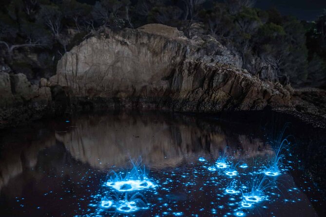 Auckland Bioluminescence Kayak Tour - Location and Group Size