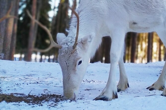 Authentic Reindeer Farm Experience in Rovaniemi - Learn Reindeer Farming Traditions