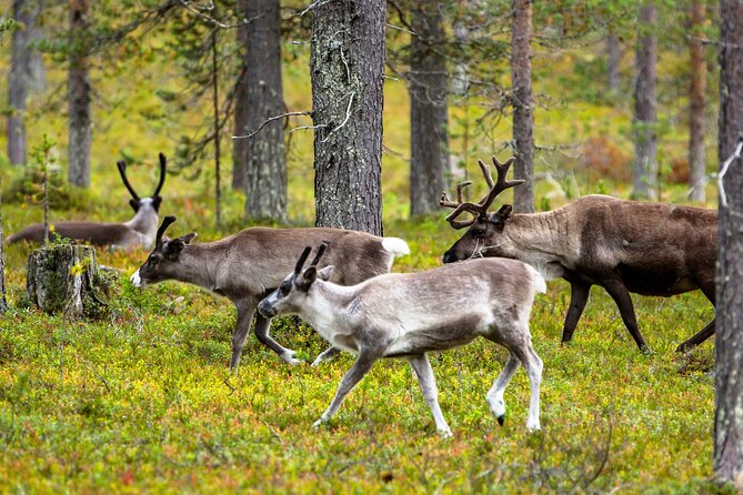 Autti Falls Guided Hike With Lunch From Rovaniemi (Mar ) - Tour Schedule