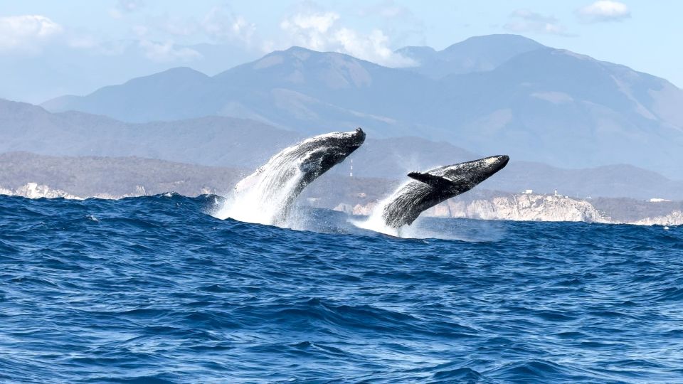 Awakening With Stars, Whales and Dolphins Boat Cruise - Booking Information