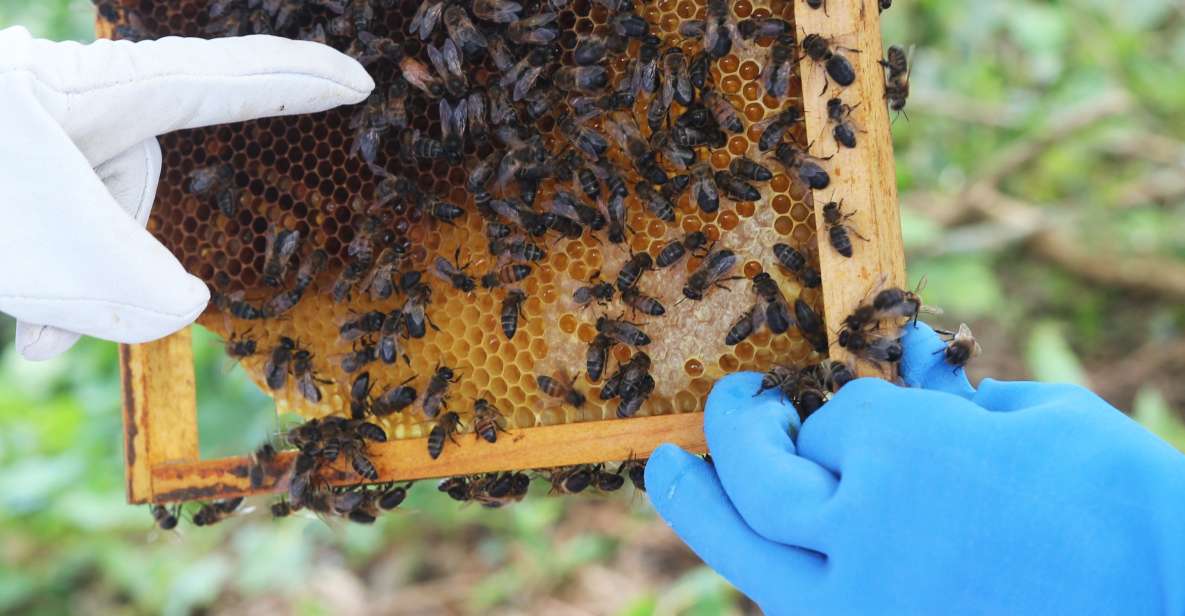 Azores Beekeeping Tour and Honey Taste - Experience Highlights