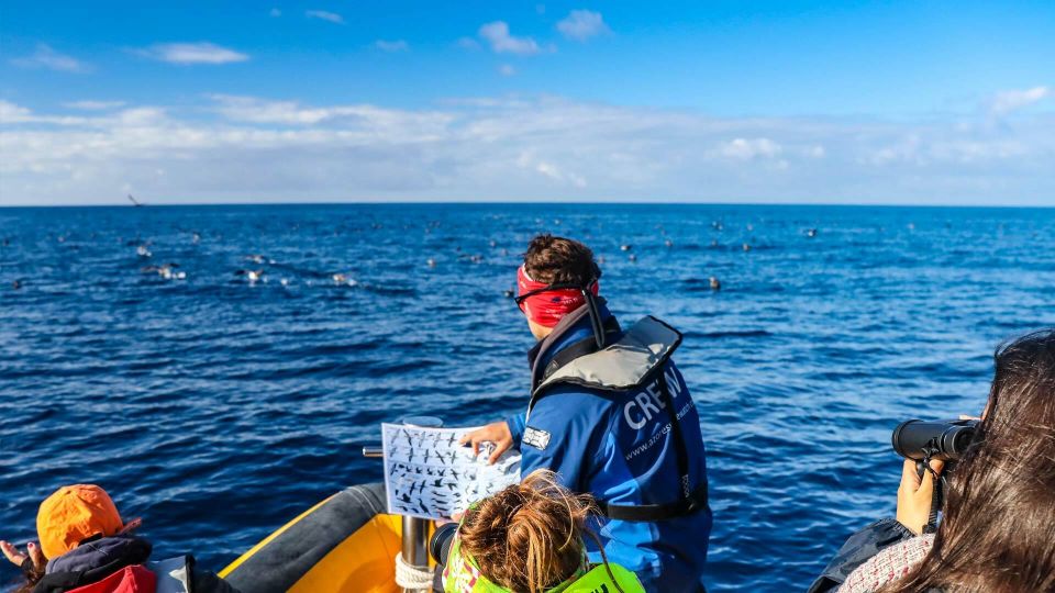 Azores Marine Birdwatching Expedition - Experience Highlights