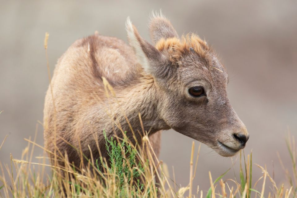 Badlands National Park: Self-Guided Driving Audio Tour - Wildlife Encounters