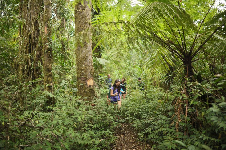 Bali: Half-Day Bayad Eco Hike - Experience Highlights