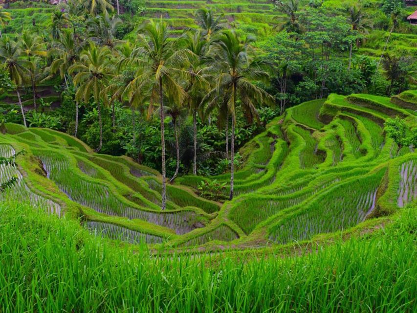 Bali: Kintamani, Tirta Empul & Tegalalang Rice Terraces Tour - Pickup Details and Itineraries