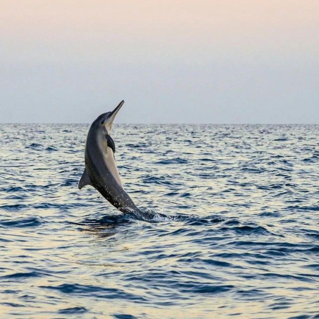 Bali Lovina Dolphin Tour & Watching Sunrise - Dolphin Watching Experience