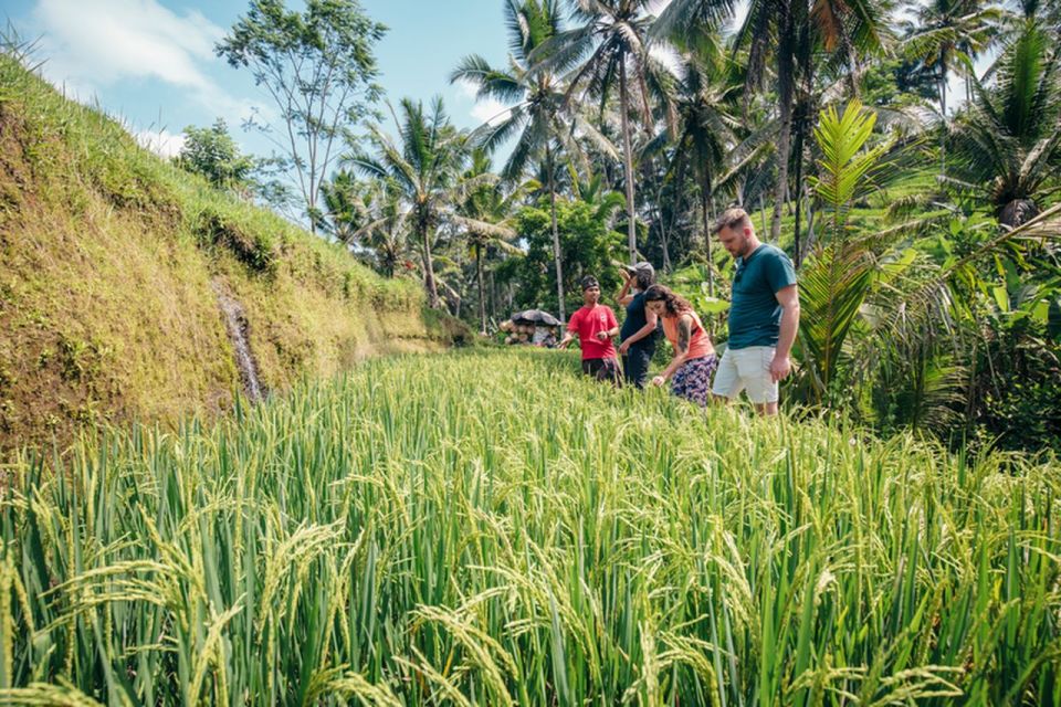 Bali: Rice Terraces Guided Hiking Experience - Experience Highlights