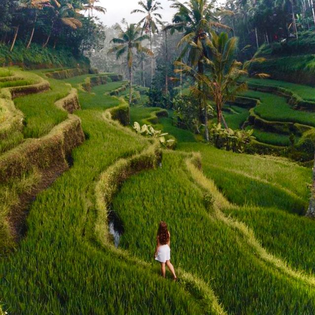 Bali: Rice Terraces, Water Temple, Waterfall (Private Tour) - Tour Highlights