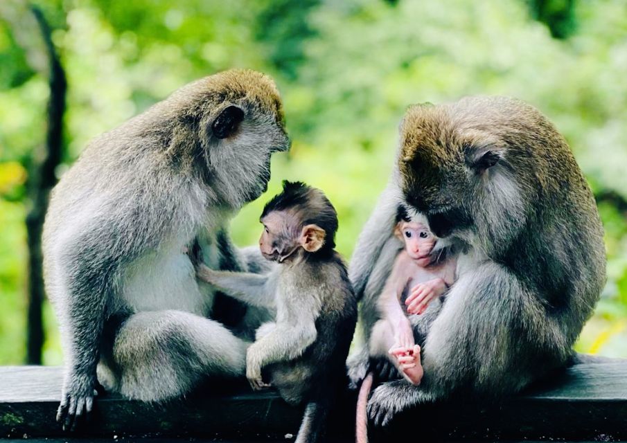 Bali: Ubud Monkey Forest, Tegalalang & Uluwatu Sunset Tour - Booking & Cancellation Policy