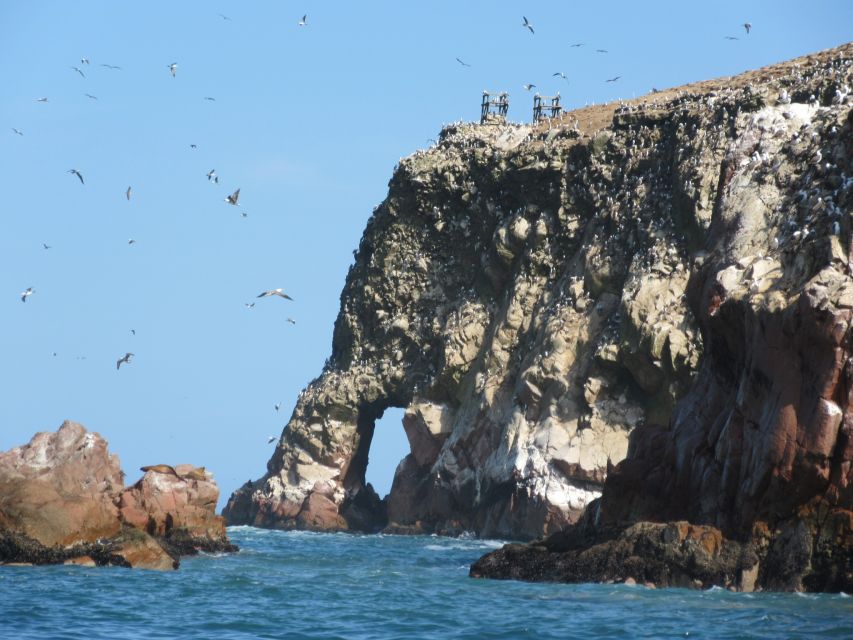 Ballestas Islands: Boat Excursion Shared Tour - Marine Life Exploration