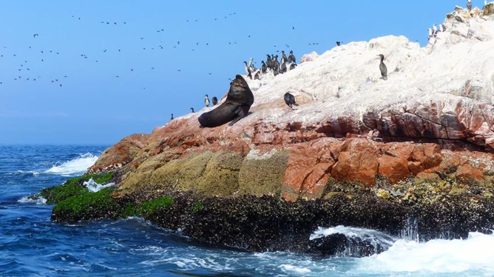 Ballestas Islands & Paracas National Reserve From Paracas - Experience Highlights on the Tour