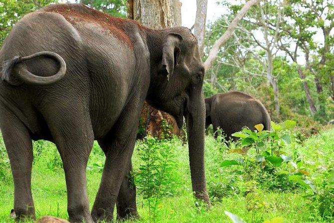 Bandipur Sanctuary Tigers & Elephants - Elephant Encounters in the Park