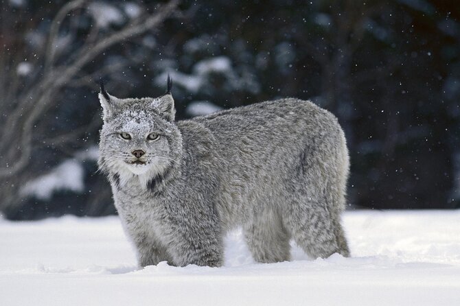 Banff: Best of Banff National Park - Nature Walk 2hrs - Inclusions