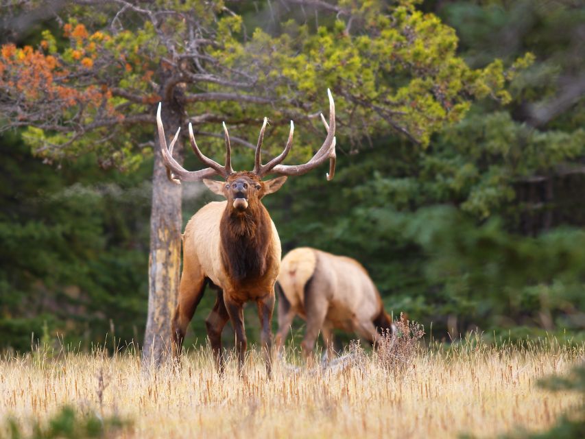 Banff: Evening Wildlife Safari Guided Tour - Experience