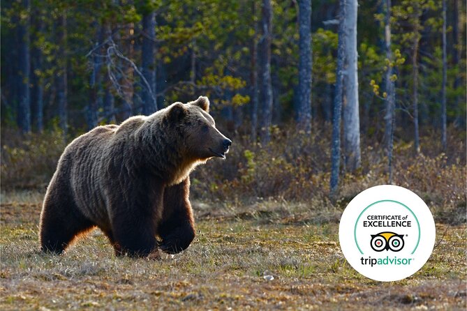 Banff Highlights & Wildlife Small Group Adventure - Wildlife Experience