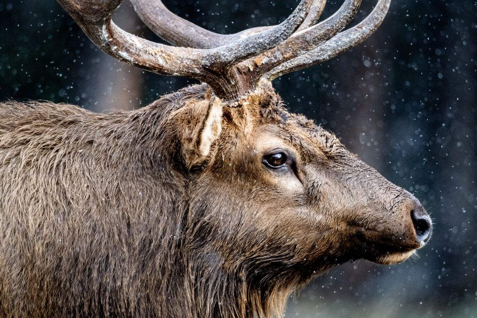 Banff National Park: Hop-On-Hop-Off Bus Day-Pass - Inclusions