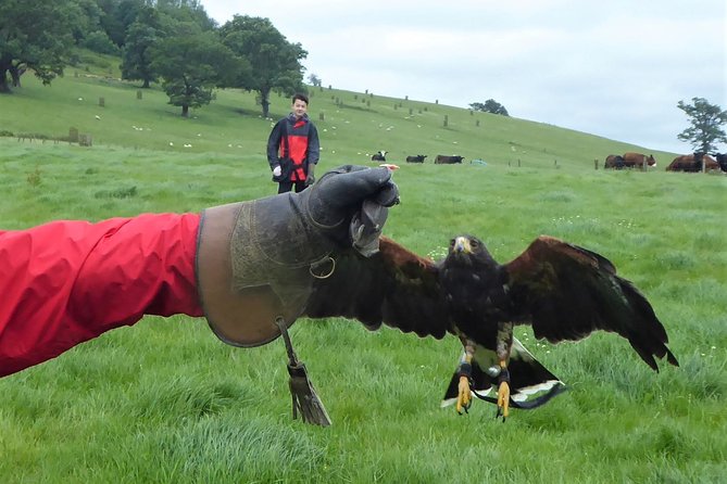 Bath City Tour & Fly a Hawk Experience - Day Tour From Bath - Falconry Center Experience